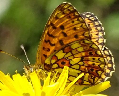 Boloria selene